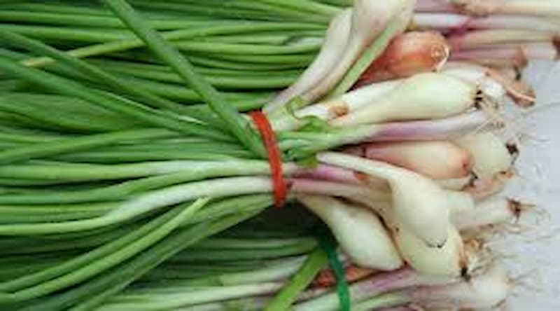 تصویر 3 از سیر همدان شیرین طعم شیرین طبیعی و خاصیتی عالی